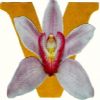 VANDA Travel&Trade Ltd.,Part